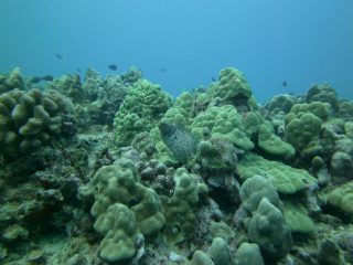 Crown of Thorns (CoTs) in the heart of the coral triangle